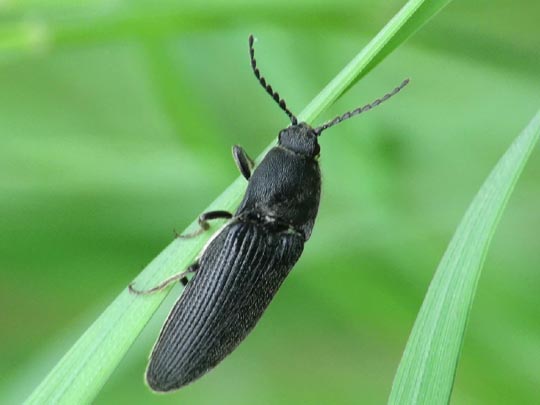 Melanotus punctolineatus