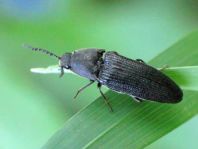 Schnellkäfer, Melanotus punctolineatus