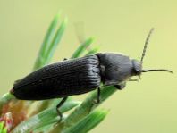 Cf. Melanotus punctolineatus