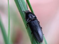 Schnellkäfer, Melanotus sp.