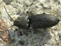 Paracardiophorus musculus