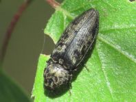 Seidenhaariger Schnellkäfer, Prosternon tessellatum