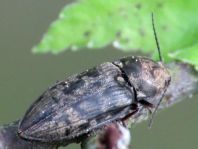 Seidenhaariger Schnellkäfer, Prosternon tessellatum