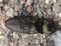Seidenhaariger Schnellkäfer, Prosternon tessellatum