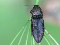 Seidenhaariger Schnellkäfer, Prosternon tessellatum