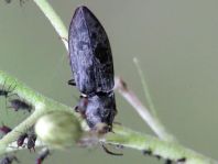 Seidenhaariger Schnellkäfer, Prosternon tessellatum