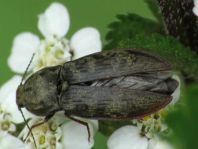 Seidenhaariger Schnellkäfer, Prosternon tessellatum