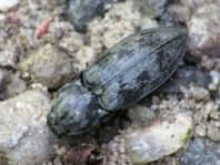 Seidenhaariger Schnellkäfer, Prosternon tessellatum