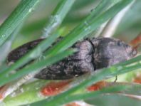 Seidenhaariger Schnellkäfer, Prosternon tessellatum