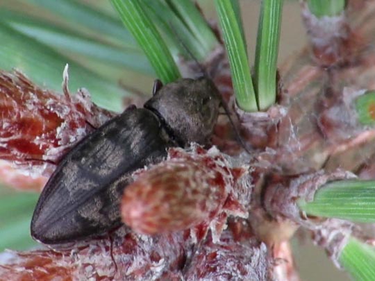 Seidenhaariger Schnellkäfer, Prosternon tessellatum