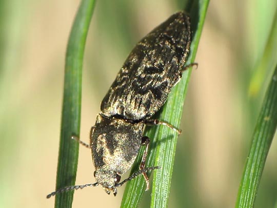 Seidenhaariger Schnellkäfer, Prosternon tessellatum