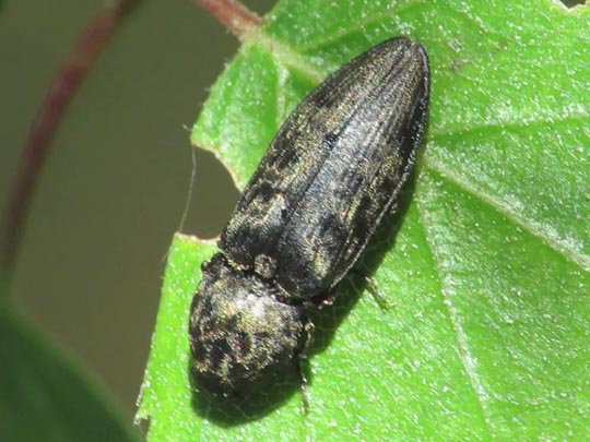 Seidenhaariger Schnellkäfer, Prosternon tessellatum