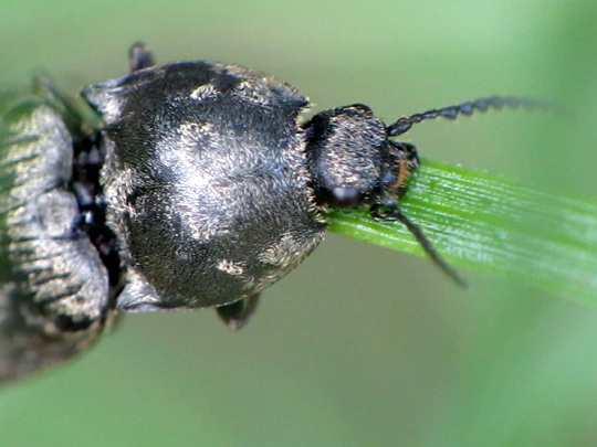 Seidenhaariger Schnellkäfer, Prosternon tessellatum