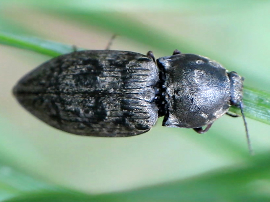 Seidenhaariger Schnellkäfer, Prosternon tessellatum
