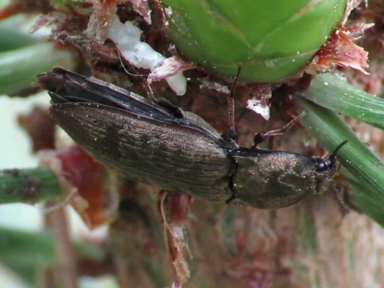 Seidenhaariger Schnellkäfer, Prosternon tessellatum