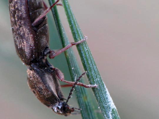 Seidenhaariger Schnellkäfer, Prosternon tessellatum