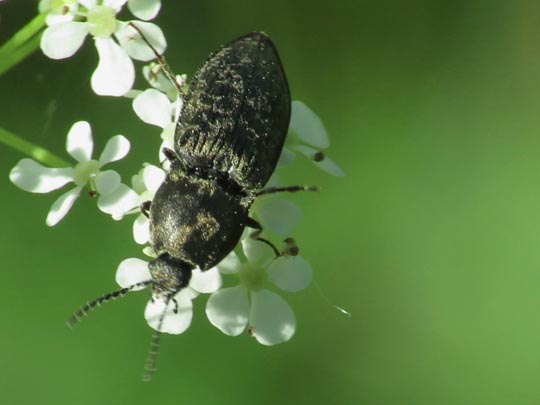 Seidenhaariger Schnellkäfer, Prosternon tessellatum