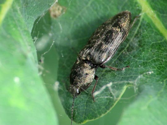 Seidenhaariger Schnellkäfer, Prosternon tessellatum