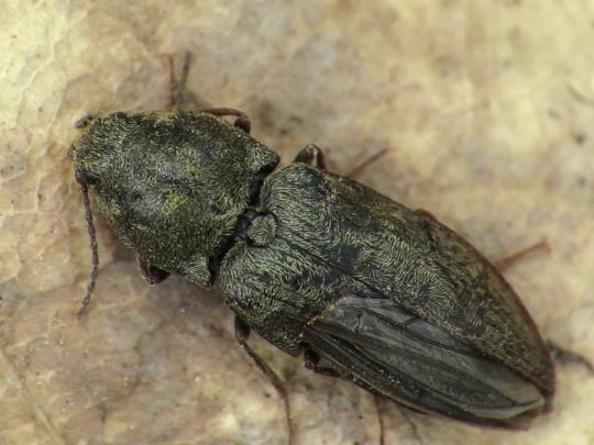 Seidenhaariger Schnellkäfer, Prosternon tessellatum