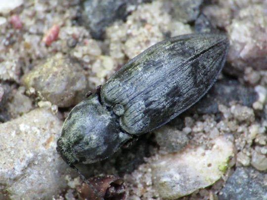 Seidenhaariger Schnellkäfer, Prosternon tessellatum