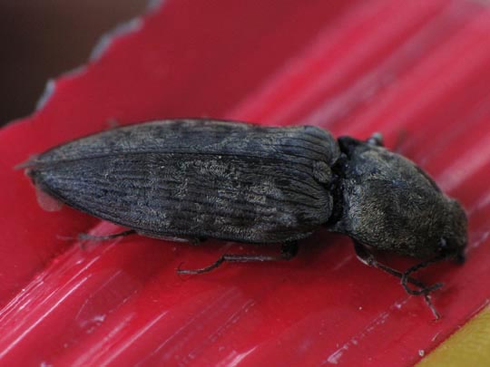 Seidenhaariger Schnellkäfer, Prosternon tessellatum