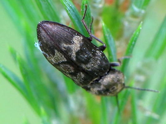 Seidenhaariger Schnellkäfer, Prosternon tessellatum