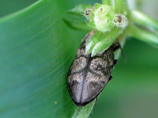 Seidenhaariger Schnellkäfer, Prosternon tessellatum