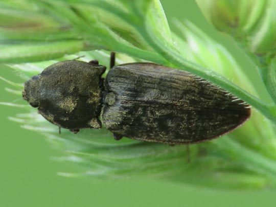 Seidenhaariger Schnellkäfer, Prosternon tessellatum