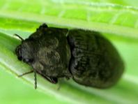 Seidenhaariger Schnellkäfer, Prosternon tessellatum