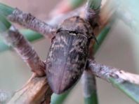 Seidenhaariger Schnellkäfer, Prosternon tessellatum
