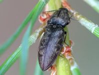 Seidenhaariger Schnellkäfer, Prosternon tessellatum