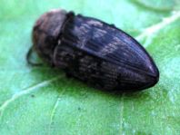 Seidenhaariger Schnellkäfer, Prosternon tessellatum