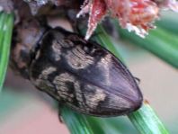 Seidenhaariger Schnellkäfer, Prosternon tessellatum