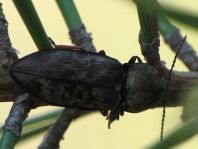 Seidenhaariger Schnellkäfer, Prosternon tessellatum