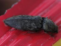 Seidenhaariger Schnellkäfer, Prosternon tessellatum