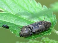 Seidenhaariger Schnellkäfer, Prosternon tessellatum
