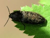 Seidenhaariger Schnellkäfer, Prosternon tessellatum