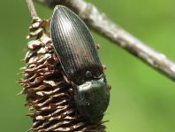 Selatosomus aeneus