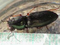 Selatosomus aeneus