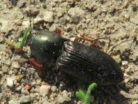 Selatosomus aeneus