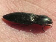 Selatosomus aeneus
