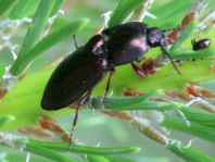 Selatosomus aeneus