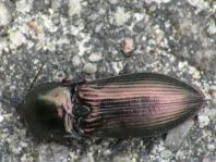 Selatosomus aeneus