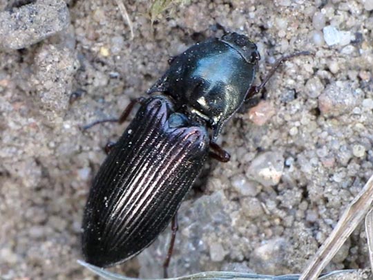 Selatosomus aeneus