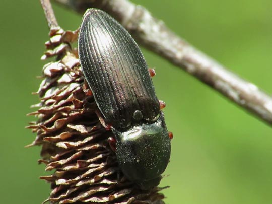 Selatosomus aeneus