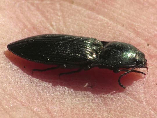 Selatosomus aeneus