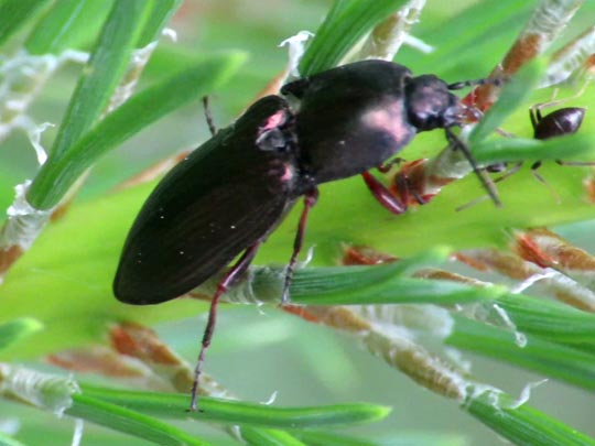 Selatosomus aeneus