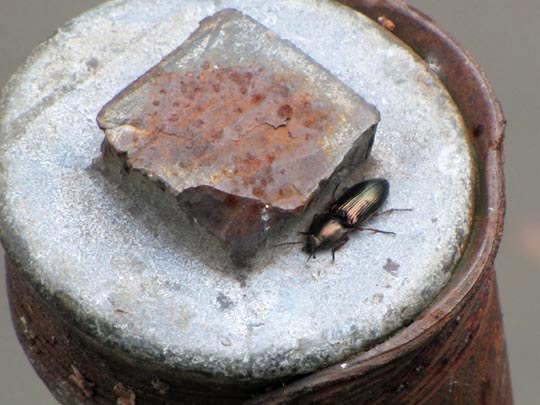 Selatosomus aeneus