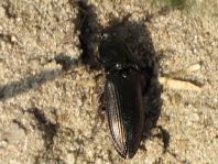 Selatosomus aeneus