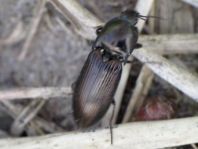 Selatosomus aeneus